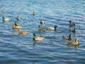 Lovely ducks swimming in the sea Royalty Free Stock Photo