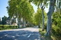 Lovely, empty country road lined with sycamore trees in Provence, southern France Royalty Free Stock Photo