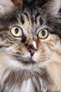 Lovely face of the cat Royalty Free Stock Photo