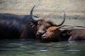 lovely face of mother and young kid wild african buffalo in water pool