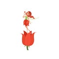 Lovely fairy with little magic wings hovering over beautiful red tulip. Girl wearing fancy flower shaped dress