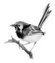 Lovely fairy wren (malyur) sitting on a branch. Pencil drawing, isolated on white background