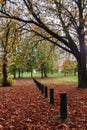 Lovely fall in a London park with shedded leaves