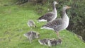 A family of geese with goslings at The Hirsel Country Park, Coldstream, Scotland