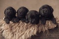 Lovely family of labrador retriever puppies resting and looking up