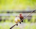 Lovely family red bird Avadavat(Amandava amandava) on the branch