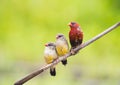 Lovely family red bird Avadavat(Amandava amandava) on the branch