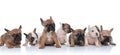 Lovely family of seven french bulldog puppies looking to side Royalty Free Stock Photo