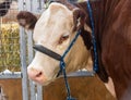 lovely farm cow at Royal Sydney Easter Show. lovely colours raised for the great meat quality.