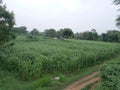 Lovely farm of India