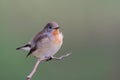 Lovely fat bird with fluffy feathers while calmly perch on thin branch over low lighting environment, red-breasted flycatcher Royalty Free Stock Photo