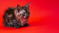 Lovely female pussycat Maine Cat of color black smoke two months old sitting on red background.