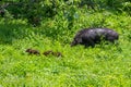 Lovely female Wild boar(Sus scrofa) Royalty Free Stock Photo