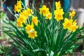 Lovely field with bright yellow and orange daffodils (Narcissus)