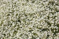 Lovely field with a bunch of white daisy flowers background Royalty Free Stock Photo