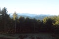 Lovely Fir Forest With The Mountain Range Of Gredos Completely Snowfall To The Background. Nature, Travel, Landscapes. December 21 Royalty Free Stock Photo