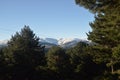 Lovely Fir Forest With The Mountain Range Of Gredos Completely Snowfall To The Background. Nature, Travel, Landscapes. December 21 Royalty Free Stock Photo