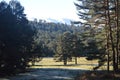 Lovely Fir Forest With The Mountain Range Of Gredos Completely Snowfall To The Background. Nature, Travel, Landscapes. December 21 Royalty Free Stock Photo