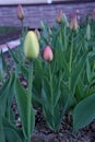 Light Pink Tulips with fresh green leaves are one of the most beautiful flowers in the garden.