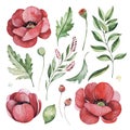 Lovely floral set with poppies flowers, branches, green, fern leaves, berries. Royalty Free Stock Photo