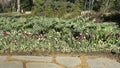 Lovely flower garden with multiple seasonal flowers at the Dallas Blooms annual spring festival at the Dallas Arboretum. Royalty Free Stock Photo