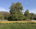 Lovely flower gardens, green grass and trees at the Dallas Blooms annual spring festival at the Dallas Arboretum.