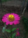 Lovely flower is insect favorite in the garden.