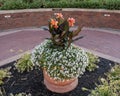 Lovely flower pot and small garden in the formal gardens of Oklahoma State University in Stillwater, Oklahoma.