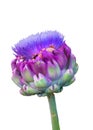 Artichoke Flower Isolated on White Royalty Free Stock Photo