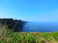 Lovely flowers in Cliff of Moher