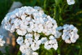 Small white flowers on a green background Royalty Free Stock Photo