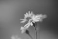 Lovely flowers in soft blurred bokeh. Macro bw photo