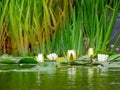 Lovely flowers White Nymphaea alba, commonly called water lily or water lily among green leaves