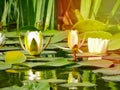 Lovely flowers White Nymphaea alba, commonly called water lily or water lily among green leaves