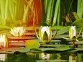 Lovely flowers White Nymphaea alba, commonly called water lily or water lily among green leaves