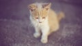 Lovely fluffy beige kitten sitting on the road