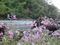 Wild flowers in the mountains