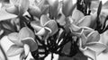 Lovely frangipani flowers closeup in artistic grey scale.