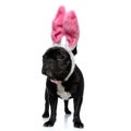 Lovely French Bulldog puppy wearing rabbit ears and standing