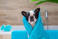 Lovely french bulldog in a towel after bathing in the tub Royalty Free Stock Photo