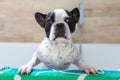 Lovely french bulldog in a towel after bathing in the tub Royalty Free Stock Photo