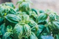 Lovely fresh basil