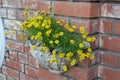 Lovely Fresh Butter Daisy in A Garden Royalty Free Stock Photo