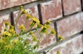 Lovely Fresh Butter Daisy in A Garden Royalty Free Stock Photo