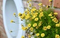 Lovely Fresh Butter Daisy in A Garden Royalty Free Stock Photo