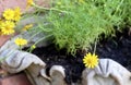 Lovely Fresh Butter Daisy in A Garden Royalty Free Stock Photo