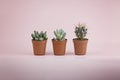 Lovely and fresh succulents and cactus on a pink background