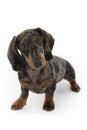 Lovely and funny dashund miniature Royalty Free Stock Photo