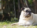 Lovely funny white cute fat pug dog portraits close up Royalty Free Stock Photo