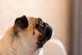 Lovely funny white cute pug dog close up making sad face waiting for food. Selective focus on eyes. Royalty Free Stock Photo